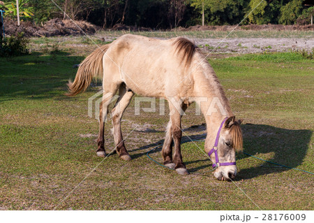 Horses in the field Horses in the field 28176009