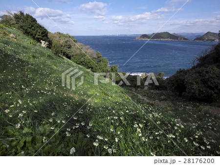 白崎海岸の水仙 白崎海岸の水仙 28176200