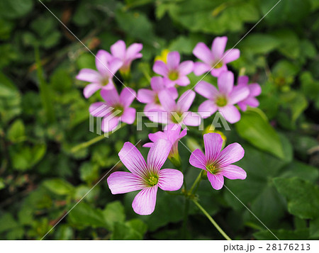 花 フラワー お花 28176213