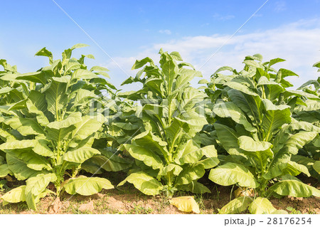 Field of Nicotiana tabacum Field of Nicotiana tabacum 28176254