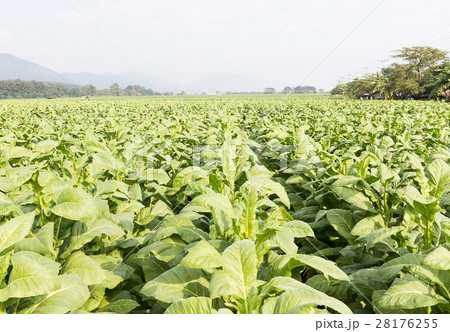 Field of Nicotiana tabacum Field of Nicotiana tabacum 28176255