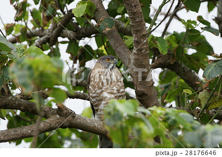 ワシ 鷲 イーグル 28176646