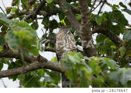 ワシ 鷲 イーグル 28176647