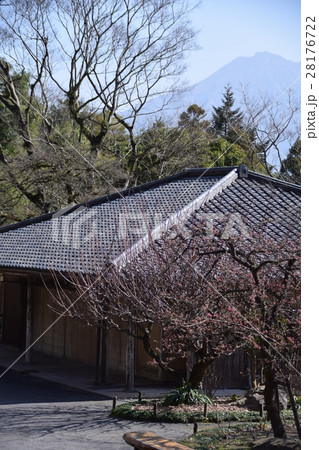 桜島（仙巌園から望む） 28176722
