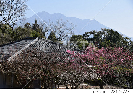 桜島（仙巌園から望む） 28176723