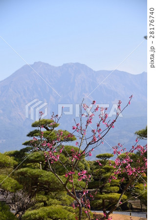 桜島(仙巌園から望む)島津 斉彬 せごどん 西郷隆盛 篤姫 世界文化遺産 大名庭園 大久保利通 桜島(仙巌園から望む)島津 斉彬 せごどん 西郷隆盛 篤姫 世界文化遺産 大名庭園 大久保利通 28176740