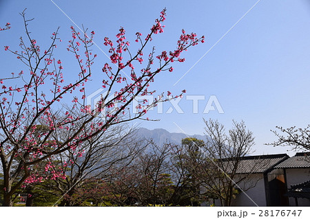 桜島(仙巌園から望む)島津 斉彬 せごどん 西郷隆盛 篤姫 世界文化遺産 大名庭園 大久保利通 桜島(仙巌園から望む)島津 斉彬 せごどん 西郷隆盛 篤姫 世界文化遺産 大名庭園 大久保利通 28176747