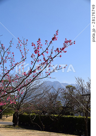 桜島(仙巌園から望む)島津 斉彬 せごどん 西郷隆盛 篤姫 世界文化遺産 大名庭園 大久保利通 桜島(仙巌園から望む)島津 斉彬 せごどん 西郷隆盛 篤姫 世界文化遺産 大名庭園 大久保利通 28176749