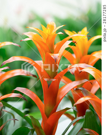 グズマニア グズマニア 28177285