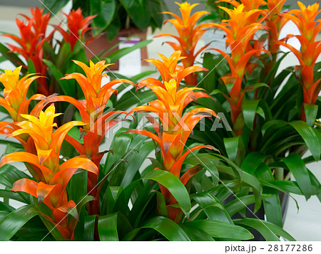 グズマニア 28177286