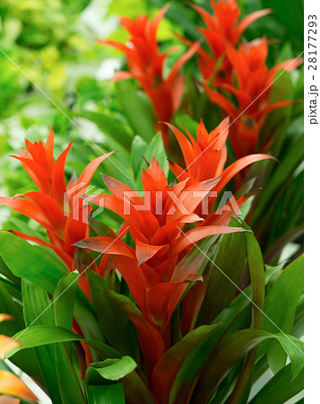 グズマニア 28177293