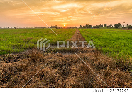 cornfield sunset background in Thailand. 28177295