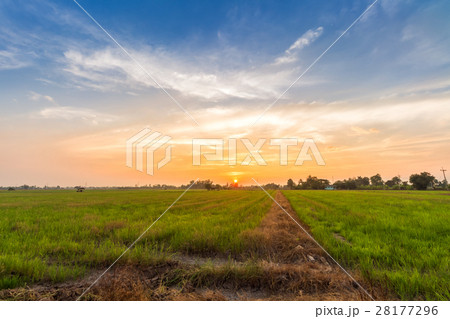 cornfield sunset background in Thailand. cornfield sunset background in Thailand. 28177296