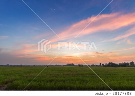 cornfield sunset background in Thailand. cornfield sunset background in Thailand. 28177308