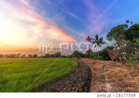 cornfield sunset background in Thailand. cornfield sunset background in Thailand. 28177309
