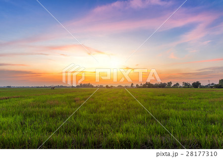 cornfield sunset background in Thailand. cornfield sunset background in Thailand. 28177310