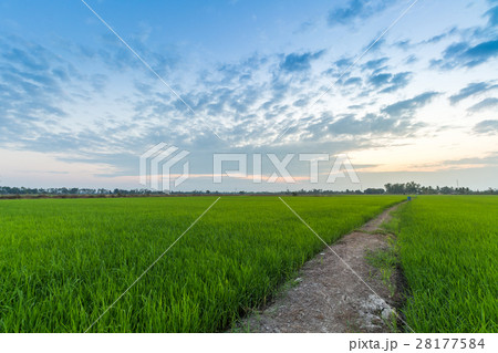 cornfield sunset background in Thailand. 28177584
