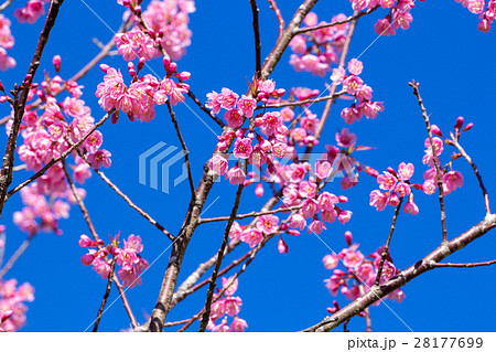 Cherry flower Prunus cerasoides,Giant tiger flower Cherry flower Prunus cerasoides,Giant tiger flower 28177699