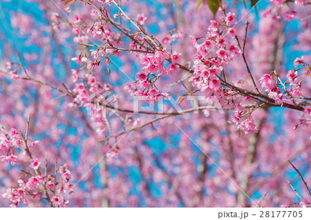 Cherry flower Prunus cerasoides,Giant tiger flower 28177705