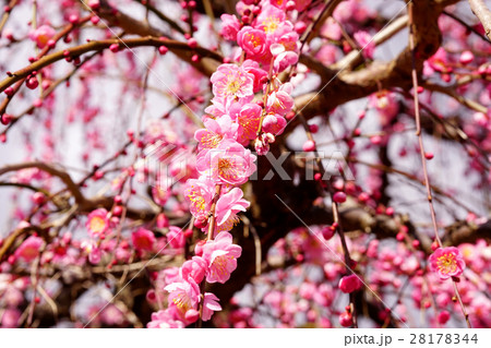 小田原梅まつり 小田原梅まつり 28178344