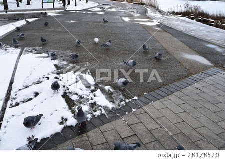 カワラバト 28178520