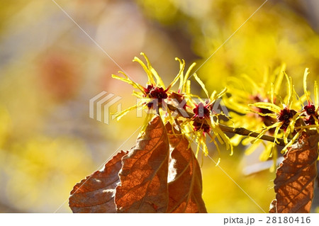 マンサクの花 28180416