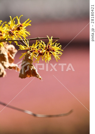 マンサクの花 28180421