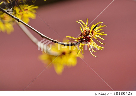 マンサクの花 28180428