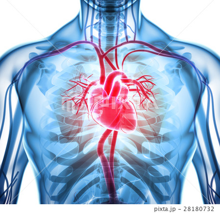 3D illustration of Heart, medical concept. 28180732