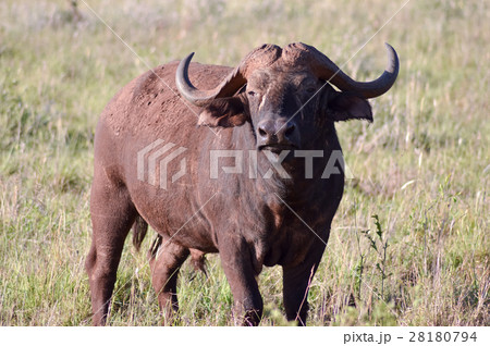 Isolated Buffalo in Tsavo 28180794
