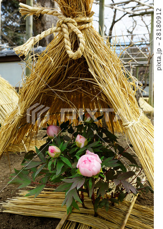 上野東照宮ぼたん苑の冬ぼたん・八千代椿 上野東照宮ぼたん苑の冬ぼたん・八千代椿 28180912