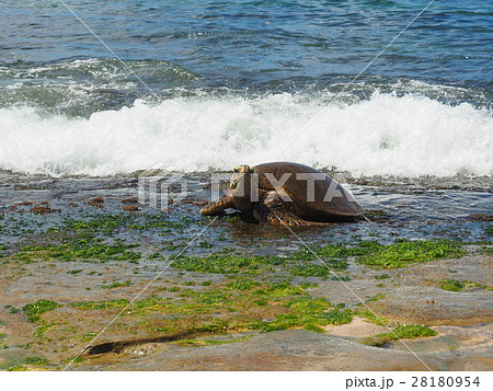ウミガメ｜ハワイ｜オアフ島ノースショアにて2 28180954