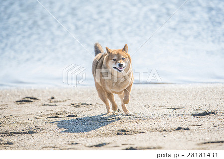 砂浜を走る柴犬 海バックの写真素材