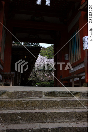 春の吉野 28182226