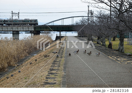 琵琶湖の水鳥 28182316