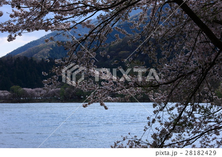 海津大崎の桜 28182429