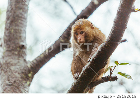 さる サル 猿 28182618
