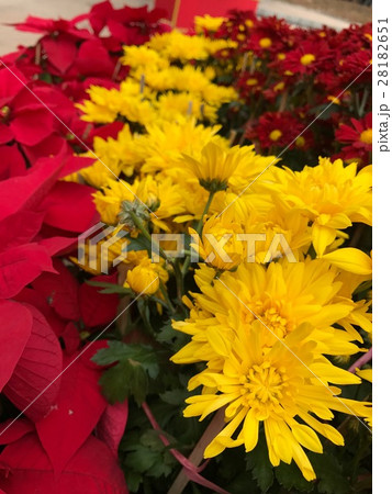 花 フラワー お花 28182651