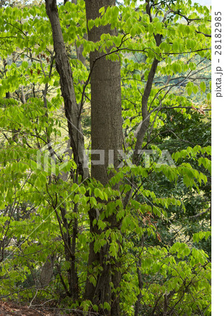 イヌブナの若葉　高尾山 28182985
