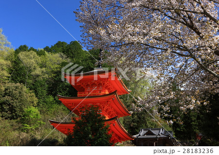 長福寺の三重塔 28183236