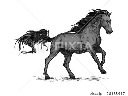 Running black horse for equestrian sport 28183417