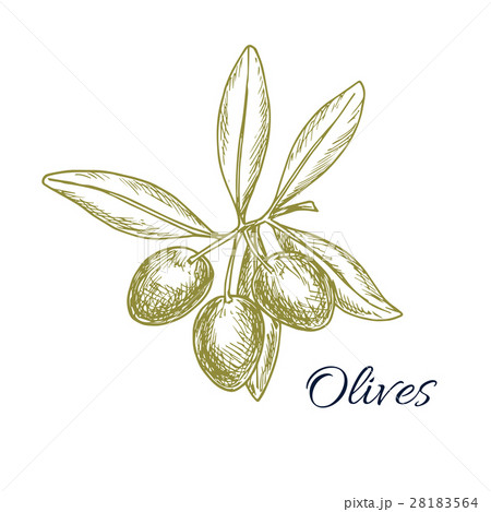 Olive tree branch of green olives vector sketch 28183564