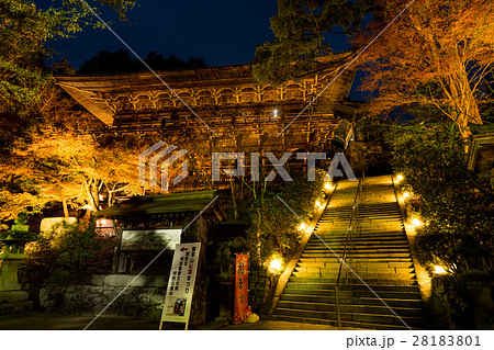 鮮やかな彩りの紅葉 書写山圓教寺もみじ祭ライトアップにて 兵庫県姫路市 の写真素材