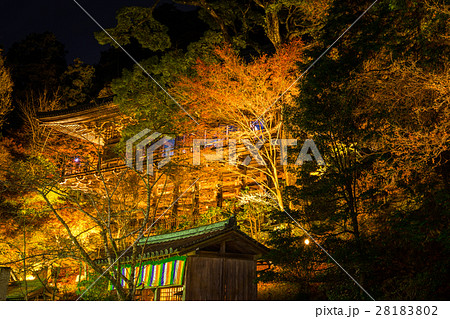 鮮やかな彩りの紅葉 書写山圓教寺もみじ祭ライトアップにて 兵庫県姫路市 の写真素材