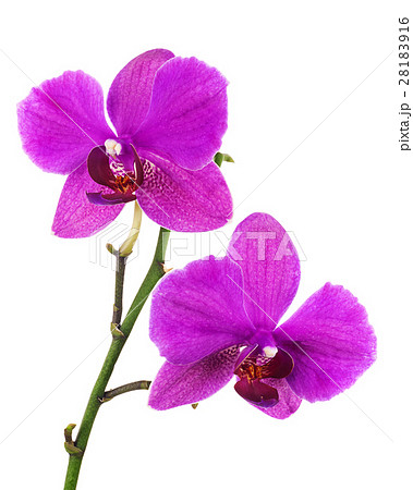 Blooming twig of lilac orchid isolated on white background. 28183916