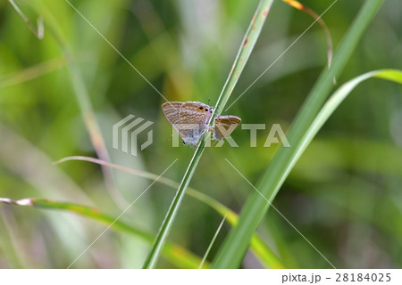 ウラナミシジミの交尾 28184025