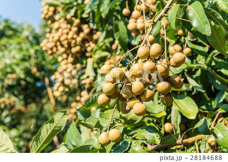 Tropical fruits beautiful longan in Lamphun Tropical fruits beautiful longan in Lamphun 28184688