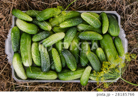 Cucumbers in a tray on a hay background. Cucumbers in a tray on a hay background. 28185766