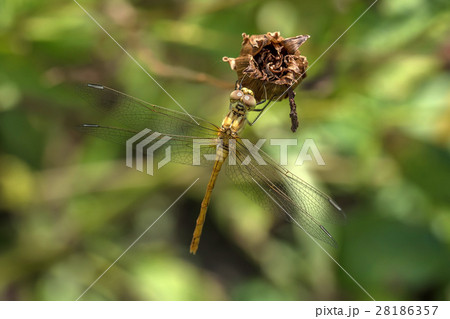 Close-up of dragonfly Close-up of dragonfly 28186357