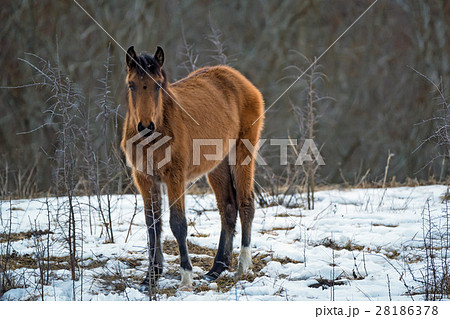 Foal grazing in winter 28186378